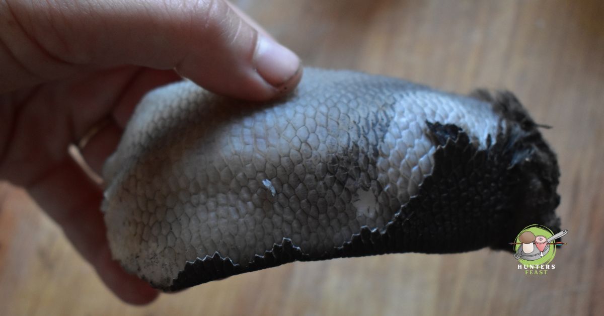 Can You Eat Beaver Tail