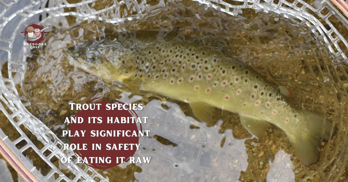 Can You Eat Raw Trout