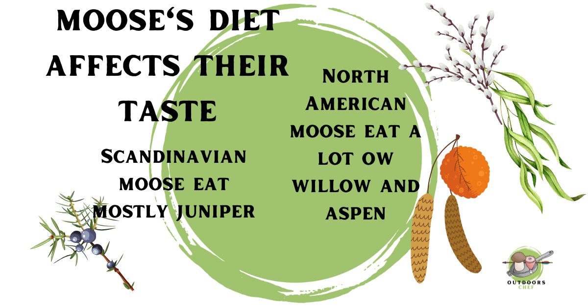 What Does Moose Meat Taste Like